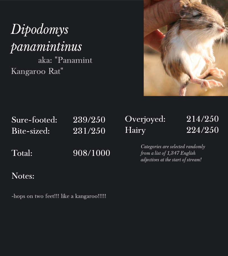 Dipodomys panamintinus